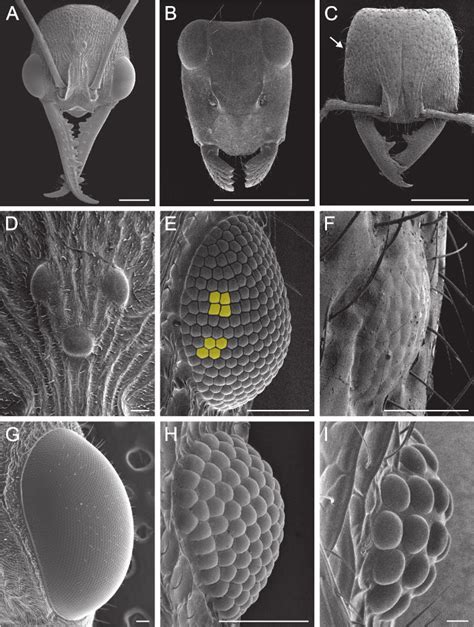 Scanning electron micrographs of the ant visual .